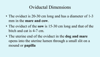 Oviductal Dimensions
• The oviduct is 20-30 cm long and has a diameter of 1-3
mm in the mare and cow.
• The oviduct of the sow is 15-30 cm long and that of the
bitch and cat is 4-7 cm.
• The uterine end of the oviduct in the dog and mare
opens into the uterine lumen through a small slit on a
mound or papilla
 