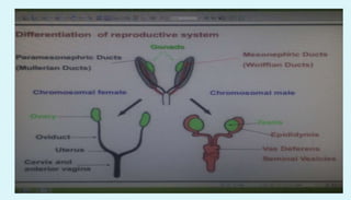 Anatomy of female reproductive organs in domestic animals