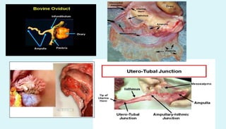 Anatomy of female reproductive organs in domestic animals