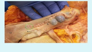 Anatomy of female reproductive organs in domestic animals