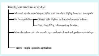 Anatomy of female reproductive organs in domestic animals