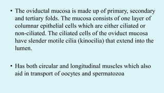 • The oviductal mucosa is made up of primary, secondary
and tertiary folds. The mucosa consists of one layer of
columnar epithelial cells which are either ciliated or
non-ciliated. The ciliated cells of the oviduct mucosa
have slender motile cilia (kinocilia) that extend into the
lumen.
• Has both circular and longitudinal muscles which also
aid in transport of oocytes and spermatozoa
 