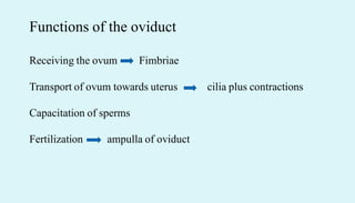 Functions of the oviduct
Receiving the ovum Fimbriae
Transport of ovum towards uterus cilia plus contractions
Capacitation of sperms
Fertilization ampulla of oviduct
 