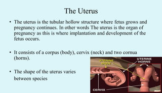 The Uterus
• The uterus is the tubular hollow structure where fetus grows and
pregnancy continues. In other words The uterus is the organ of
pregnancy as this is where implantation and development of the
fetus occurs.
• It consists of a corpus (body), cervix (neck) and two cornua
(horns).
• The shape of the uterus varies
between species
 