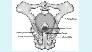 Anatomy of female reproductive organs in domestic animals