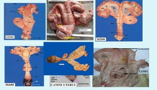 Anatomy of female reproductive organs in domestic animals
