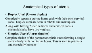 Anatomical types of uterus
• Duplex Uteri (Uterus duplex)
Completely separate uterine horns each with their own cervical
canal. Duplex uteri are seen in rabbits and marsupials.
Along with having 2 uterine horns and cervical canals
marsupials also have two vaginas.
• Simplex Uteri (Uterus simplex)
Complete fusion of the paramesonephric ducts forming a single
uterine body with no uterine horns. This is seen in primates
and especially humans
 