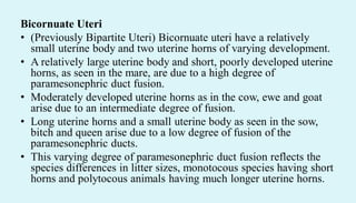 Bicornuate Uteri
• (Previously Bipartite Uteri) Bicornuate uteri have a relatively
small uterine body and two uterine horns of varying development.
• A relatively large uterine body and short, poorly developed uterine
horns, as seen in the mare, are due to a high degree of
paramesonephric duct fusion.
• Moderately developed uterine horns as in the cow, ewe and goat
arise due to an intermediate degree of fusion.
• Long uterine horns and a small uterine body as seen in the sow,
bitch and queen arise due to a low degree of fusion of the
paramesonephric ducts.
• This varying degree of paramesonephric duct fusion reflects the
species differences in litter sizes, monotocous species having short
horns and polytocous animals having much longer uterine horns.
 