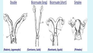 Anatomy of female reproductive organs in domestic animals