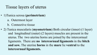 Tissue layers of uterus
• 1)Tunica serosa (perimetrium)
a. Outermost layer
b. Connective tissue
• 2) Tunica muscularis (myometrium) Both circular (inner) (1 layer)
and longitudinal (outer) (2 layers) muscles are present in the
uterus. The two uterine horns are joined by the intercornual
ligaments. There are no intercornual ligaments in the bitch
and sow. The uterine horns in the mare lie ventral to the
intercornual ligaments.
 