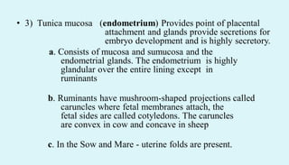 • 3) Tunica mucosa (endometrium) Provides point of placental
attachment and glands provide secretions for
embryo development and is highly secretory.
a. Consists of mucosa and sumucosa and the
endometrial glands. The endometrium is highly
glandular over the entire lining except in
ruminants
b. Ruminants have mushroom-shaped projections called
caruncles where fetal membranes attach, the
fetal sides are called cotyledons. The caruncles
are convex in cow and concave in sheep
c. In the Sow and Mare - uterine folds are present.
 