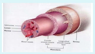 Anatomy of female reproductive organs in domestic animals