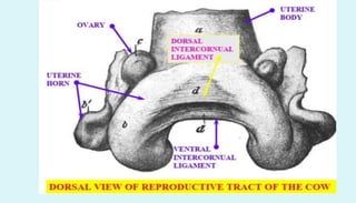 Anatomy of female reproductive organs in domestic animals