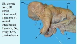 Uh, uterine
horn; Dl,
dorsal
intercornual
ligament; Vl,
ventral
intercornual
ligament; Ov,
ovary; Ovb,
ovarian bursa.
 