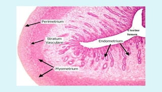 Anatomy of female reproductive organs in domestic animals