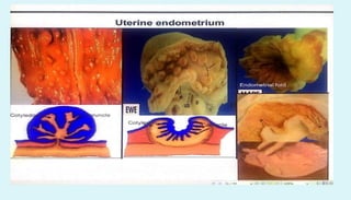 Anatomy of female reproductive organs in domestic animals