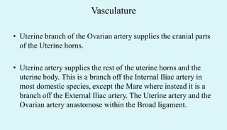 Vasculature
• Uterine branch of the Ovarian artery supplies the cranial parts
of the Uterine horns.
• Uterine artery supplies the rest of the uterine horns and the
uterine body. This is a branch off the Internal Iliac artery in
most domestic species, except the Mare where instead it is a
branch off the External Iliac artery. The Uterine artery and the
Ovarian artery anastomose within the Broad ligament.
 