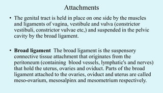 Attachments
• The genital tract is held in place on one side by the muscles
and ligaments of vagina, vestibule and vulva (constrictor
vestibuli, constrictor vulvae etc,) and suspended in the pelvic
cavity by the broad ligament.
• Broad ligament The broad ligament is the suspensory
connective tissue attachment that originates from the
peritoneum (containing blood vessels, lymphatic's and nerves)
that hold the uterus, ovaries and oviduct. Parts of the broad
ligament attached to the ovaries, oviduct and uterus are called
meso-ovarium, mesosalpinx and mesometrium respectively.
 