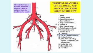 Anatomy of female reproductive organs in domestic animals