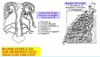 Anatomy of female reproductive organs in domestic animals