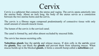Cervix
Cervix is a sphincter that connects the uterus and vagina. The cervix opens anteriorly into
the uterine body. About an inch long, the body of the uterus serves as a connection
between the two uterine horns and the cervix.
The cervix is a fibrous organ composed predominantly of connective tissue with only
small amount of smooth muscle tissue.
The lumen of the cervix is the cervical canal.
The canal is formed by, and often almost occluded by mucosal folds.
The cervix has mucus secreting cells.
Nabothian glands line the cervix and release mucus. If skin cells in the cervix cover
the glands, they can block the glands and prevent them from releasing mucus. When
mucus builds up in the blocked glands, it forms a smooth bump called a nabothian cyst
 