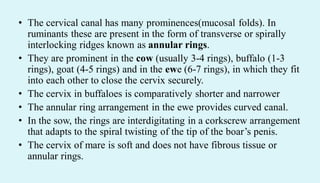 • The cervical canal has many prominences(mucosal folds). In
ruminants these are present in the form of transverse or spirally
interlocking ridges known as annular rings.
• They are prominent in the cow (usually 3-4 rings), buffalo (1-3
rings), goat (4-5 rings) and in the ewe (6-7 rings), in which they fit
into each other to close the cervix securely.
• The cervix in buffaloes is comparatively shorter and narrower
• The annular ring arrangement in the ewe provides curved canal.
• In the sow, the rings are interdigitating in a corkscrew arrangement
that adapts to the spiral twisting of the tip of the boar’s penis.
• The cervix of mare is soft and does not have fibrous tissue or
annular rings.
 