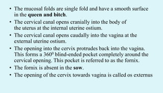 • The mucosal folds are single fold and have a smooth surface
in the queen and bitch.
• The cervical canal opens cranially into the body of
the uterus at the internal uterine ostium.
• The cervical canal opens caudally into the vagina at the
external uterine ostium.
• The opening into the cervix protrudes back into the vagina.
This forms a 3600 blind-ended pocket completely around the
cervical opening. This pocket is referred to as the fornix.
• The fornix is absent in the sow.
• The opening of the cervix towards vagina is called os externus
 