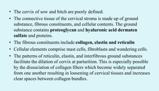 • The cervix of sow and bitch are poorly defined.
• The connective tissue of the cervical stroma is made up of ground
substance, fibrous constituents, and cellular contents. The ground
substance contains proteoglycan and hyaluronic acid dermaten
sulfate and proteins.
• The fibrous constituents include collagen, elastin and reticulin
• Cellular elements comprise mast cells, fibroblasts and wandering cells.
• The patterns of reticulin, elastin, and interfibrous ground substances
facilitate the dilation of cervix at parturition. This is especially possible
by the dissociation of collagen fibers which become widely separated
from one another resulting in loosening of cervical tissues and increases
clear spaces between collagen bundles.
 