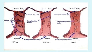 Anatomy of female reproductive organs in domestic animals
