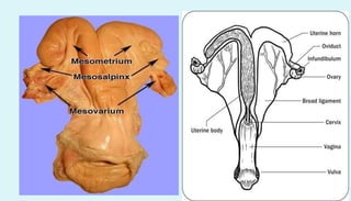 Anatomy of female reproductive organs in domestic animals