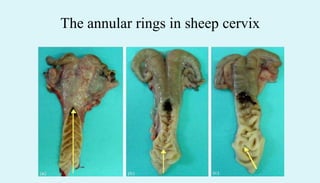The annular rings in sheep cervix
 