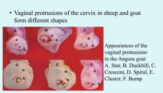 • Vaginal protrusions of the cervix in sheep and goat
form different shapes
Appearances of the
vaginal protrusions
in the Angora goat
A. Star, B. Duckbill, C.
Crescent, D. Spiral, E.
Cluster, F. Bump
 