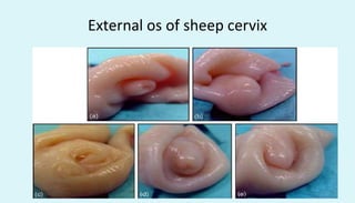 External os of sheep cervix
 