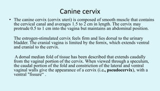 Canine cervix
• The canine cervix (cervix uteri) is composed of smooth muscle that contains
the cervical canal and averages 1.5 to 2 cm in length. The cervix may
protrude 0.5 to 1 cm into the vagina but maintains an abdominal position.
The estrogen-stimulated cervix feels firm and lies dorsal to the urinary
bladder. The cranial vagina is limited by the fornix, which extends ventral
and cranial to the cervix.
A dorsal median fold of tissue has been described that extends caudally
from the vaginal portion of the cervix. When viewed through a speculum,
the caudal portion of the fold and constriction of the lateral and ventral
vaginal walls give the appearance of a cervix (i.e., pseudocervix), with a
ventral "fissure“ .
 
