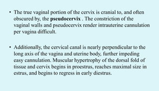 • The true vaginal portion of the cervix is cranial to, and often
obscured by, the pseudocervix . The constriction of the
vaginal walls and pseudocervix render intrauterine cannulation
per vagina difficult.
• Additionally, the cervical canal is nearly perpendicular to the
long axis of the vagina and uterine body, further impeding
easy cannulation. Muscular hypertrophy of the dorsal fold of
tissue and cervix begins in proestrus, reaches maximal size in
estrus, and begins to regress in early diestrus.
 