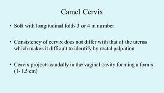Camel Cervix
• Soft with longitudinal folds 3 or 4 in number
• Consistency of cervix does not differ with that of the uterus
which makes it difficult to identify by rectal palpation
• Cervix projects caudally in the vaginal cavity forming a fornix
(1-1.5 cm)
 