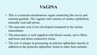 VAGINA
• This is a musculo-membranous organ connecting the cervix and
external genitals. The vaginal wall consists of surface epithelium,
muscular coat and serosa.
• The muscular coat is less developed compared to the uterine
musculature.
• The muscularis is well supplied with blood vessels, nerve fibres
and loose and dense connective tissue.
• The cow is unique in possessing an anterior sphinchter muscle in
addition to the posterior sphinchter found in other farm animals.
 