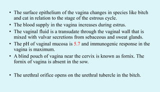 • The surface epithelium of the vagina changes in species like bitch
and cat in relation to the stage of the estrous cycle.
• The blood supply in the vagina increases during estrus.
• The vaginal fluid is a transudate through the vaginal wall that is
mixed with vulvar secretions from sebaceous and sweat glands.
• The pH of vaginal mucosa is 5.7 and immunogenic response in the
vagina is maximum.
• A blind pouch of vagina near the cervix is known as fornix. The
fornix of vagina is absent in the sow.
• The urethral orifice opens on the urethral tubercle in the bitch.
 