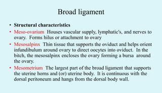 Broad ligament
• Structural characteristics
• Meso-ovarium Houses vascular supply, lymphatic's, and nerves to
ovary. Forms hilus or attachment to ovary
• Mesosalpinx Thin tissue that supports the oviduct and helps orient
infundibulum around ovary to direct oocytes into oviduct. In the
bitch, the mesosalpinx encloses the ovary forming a bursa around
the ovary.
• Mesometrium The largest part of the broad ligament that supports
the uterine horns and (or) uterine body. It is continuous with the
dorsal peritoneum and hangs from the dorsal body wall.
 