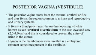 POSTERIOR VAGINA (VESTIBULE)
• The posterior vagina starts from the external urethral orifice
and thus forms the region common to urinary and reproductive
and urinary systems.
• It forms a blind pouch near the urethral opening which is
known as sub-urethral diverticulum in the sow, ewe and cow
(2.5-4.0 cm) and this is considered to prevent the entry of
urine in the uterus.
• Hymen is the membranous structure that is a embryonic
remnant sometimes present in the vestibule.
 