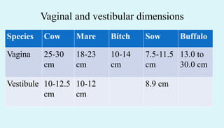 Vaginal and vestibular dimensions
Species Cow Mare Bitch Sow Buffalo
Vagina 25-30
cm
18-23
cm
10-14
cm
7.5-11.5
cm
13.0 to
30.0 cm
Vestibule 10-12.5
cm
10-12
cm
8.9 cm
 