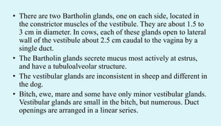 • There are two Bartholin glands, one on each side, located in
the constrictor muscles of the vestibule. They are about 1.5 to
3 cm in diameter. In cows, each of these glands open to lateral
wall of the vestibule about 2.5 cm caudal to the vagina by a
single duct.
• The Bartholin glands secrete mucus most actively at estrus,
and have a tubuloalveolar structure.
• The vestibular glands are inconsistent in sheep and different in
the dog.
• Bitch, ewe, mare and some have only minor vestibular glands.
Vestibular glands are small in the bitch, but numerous. Duct
openings are arranged in a linear series.
 