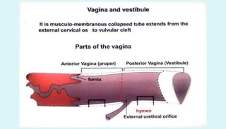 Anatomy of female reproductive organs in domestic animals