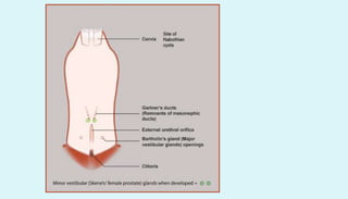 Anatomy of female reproductive organs in domestic animals
