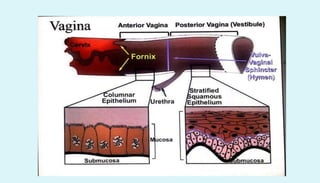 Anatomy of female reproductive organs in domestic animals