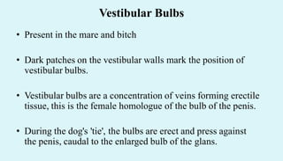 Vestibular Bulbs
• Present in the mare and bitch
• Dark patches on the vestibular walls mark the position of
vestibular bulbs.
• Vestibular bulbs are a concentration of veins forming erectile
tissue, this is the female homologue of the bulb of the penis.
• During the dog's 'tie', the bulbs are erect and press against
the penis, caudal to the enlarged bulb of the glans.
 