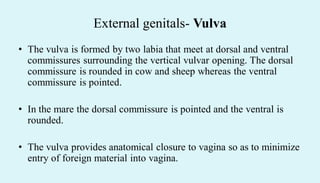 External genitals- Vulva
• The vulva is formed by two labia that meet at dorsal and ventral
commissures surrounding the vertical vulvar opening. The dorsal
commissure is rounded in cow and sheep whereas the ventral
commissure is pointed.
• In the mare the dorsal commissure is pointed and the ventral is
rounded.
• The vulva provides anatomical closure to vagina so as to minimize
entry of foreign material into vagina.
 