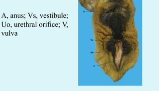 A, anus; Vs, vestibule;
Uo, urethral orifice; V,
vulva
 
