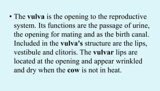 • The vulva is the opening to the reproductive
system. Its functions are the passage of urine,
the opening for mating and as the birth canal.
Included in the vulva's structure are the lips,
vestibule and clitoris. The vulvar lips are
located at the opening and appear wrinkled
and dry when the cow is not in heat.
 