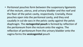 • Peritoneal pouches form between the suspensory ligaments
of the rectum, uterus, and urinary bladder and the roof and
the floor of the pelvic cavity, respectively. Cranially, these
pouches open into the peritoneal cavity, and they end
caudally in cul-de-sacs in the pelvic cavity against the pelvic
diaphragm. The rectogenital pouch is formed by reflection of
the peritoneum from the rectum onto the vagina. The
reflection of peritoneum from the urinary bladder onto the
vagina forms the vesicogenital pouch
 